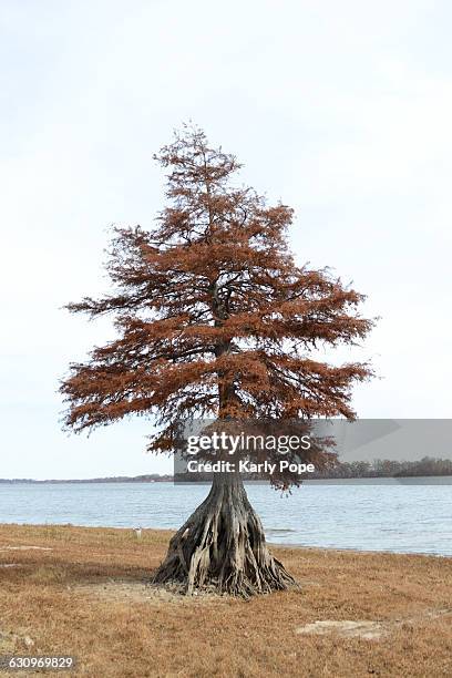 tree gazing  - cypress tree stockfoto's en -beelden