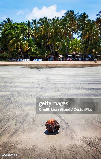 coconut on the beach while the tide is out - playa tamarindo - fotografias e filmes do acervo