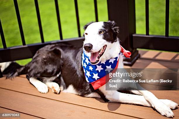 patriotic pets  - memorial day dog 個照片及圖片檔