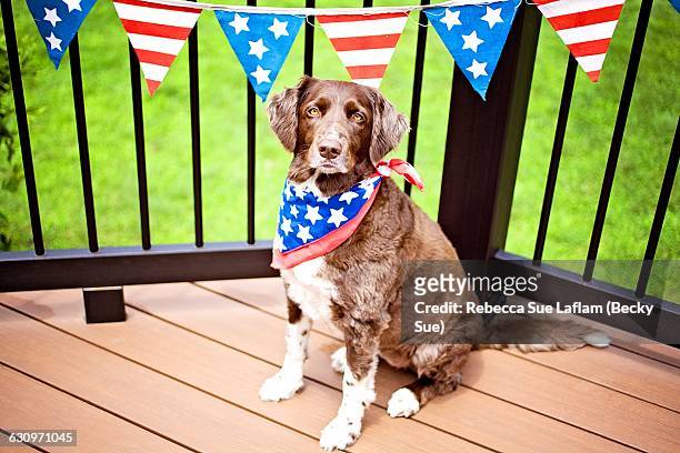 patriotic pets  - memorial day dog 個照片及圖片檔