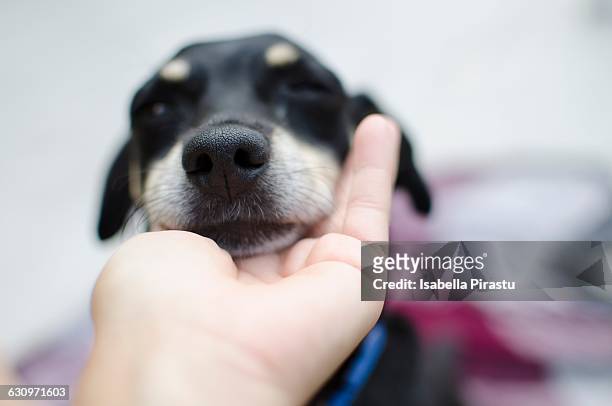 caring for your pets - pov - animali stock pictures, royalty-free photos & images
