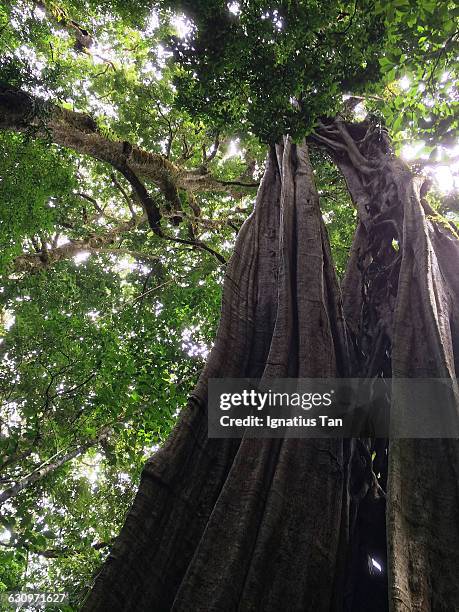 tree gazing  - ignatius tan stock-fotos und bilder