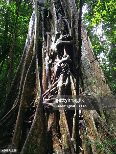 tree gazing  - ignatius tan stock-fotos und bilder