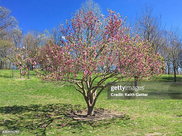 Tree Saucer Rim Saucer Magnolia Tree Photos and Premium High Res Pictures - Getty Images