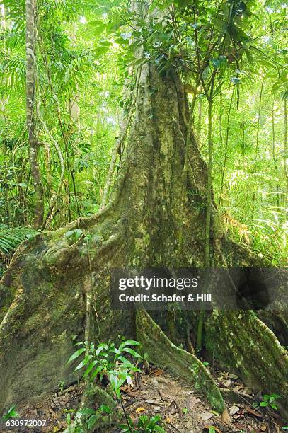 Butressed Trees 110 Buttressed Trees Stock Photos, High-Res Pictures, and Images ...