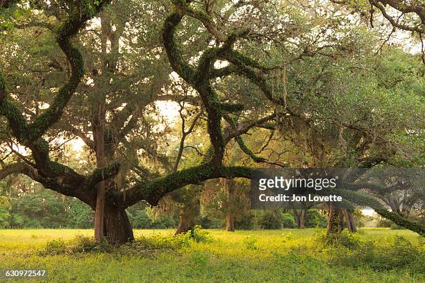 tree gazing  - live oak tree stock pictures, royalty-free photos & images