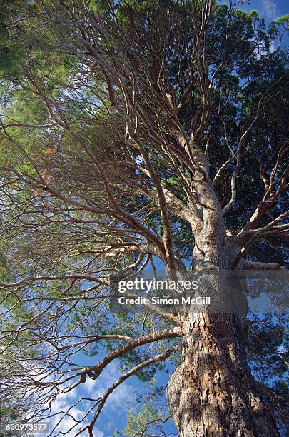 tree gazing  - aleppo pine stock pictures, royalty-free photos & images