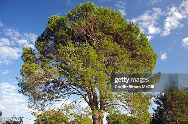 tree gazing  - aleppo pine stock pictures, royalty-free photos & images
