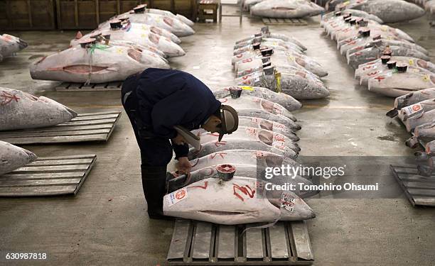 Buyer inspects frozen tuna prior to the year's first auction at Tsukiji Market on January 5, 2017 in Tokyo, Japan. Kiyomura Co. Bid the highest...