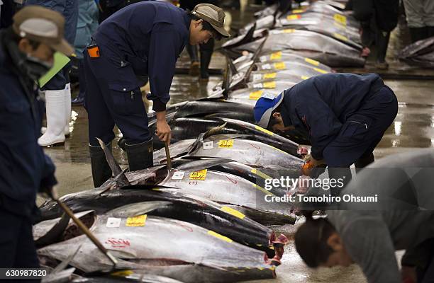 Buyers inspect fresh bluefin tuna prior to the year's first auction at Tsukiji Market on January 5, 2017 in Tokyo, Japan. Kiyomura Co. Bid the...