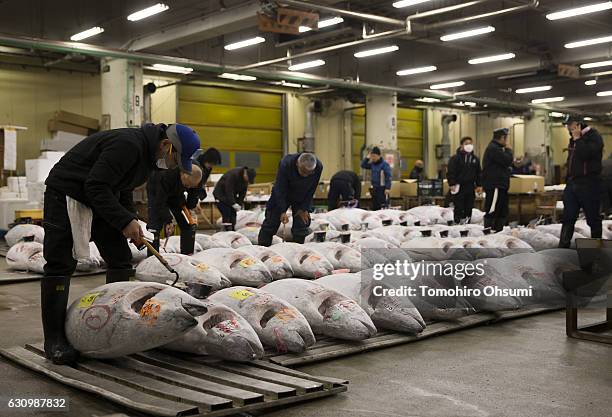 Buyers inspect frozen tuna prior to the year's first auction at Tsukiji Market on January 5, 2017 in Tokyo, Japan. Kiyomura Co. Bid the highest...