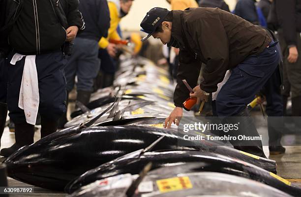 Buyer inspects fresh bluefin tuna prior to the year's first auction at Tsukiji Market on January 5, 2017 in Tokyo, Japan. Kiyomura Co. Bid the...