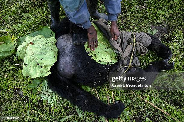 July 24, 2007: Local villagers help to dress and evacuate the body of a female, lactating mountain gorilla who has been shot multiple times by AK47...