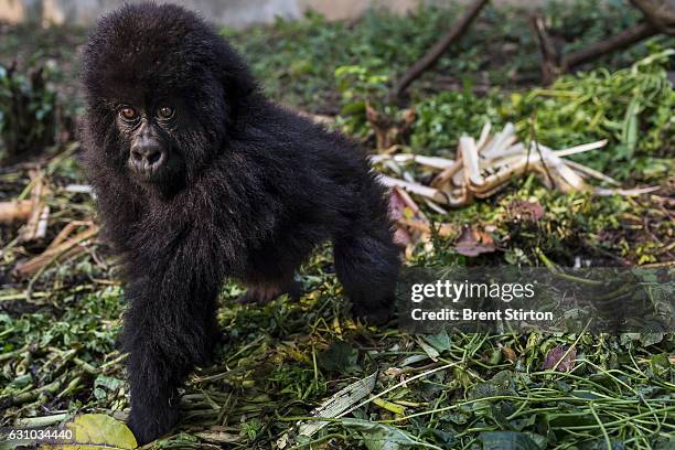 Dawn at Senkekwe Mountain Gorilla Orphanage with a new orphan mountain gorilla named Ihirwe at ICCN headquarters, Rumangabo, DRC, 7 August 2013. It...