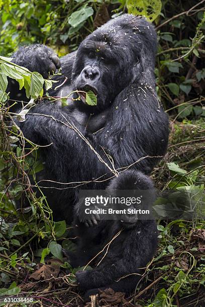 Image of the plant life in the gorilla sector of Virunga National Park, DRC, 6 August 2013.
