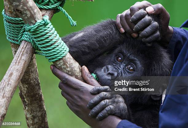 Orphaned mountain gorilla Ndkasi and her ICCN conservation ranger care-giver Baboo play in the make-shift gorilla orphanage in Goma, Democratic...