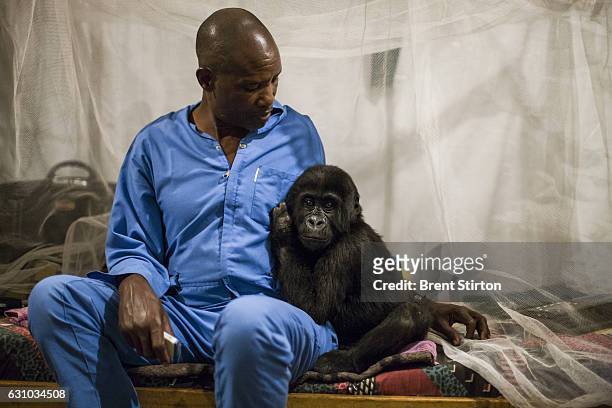 Orphaned mountain gorilla Ndkasi and her ICCN conservation ranger care-giver prepare for bed in the make-shift gorilla orphanage in Goma. The...