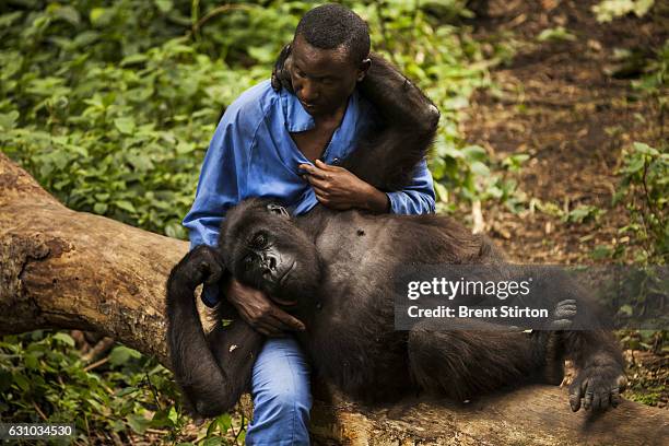 Andre a self described "gorilla mother" looks after 4 orphaned gorillas who were rescued from various horrific circumstances and brought into care by...