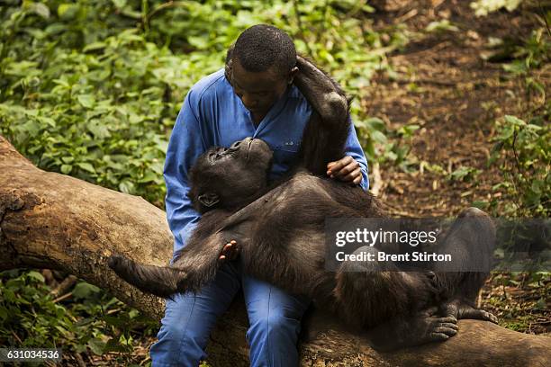 Andre a self described "gorilla mother" looks after 4 orphaned gorillas who were rescued from various horrific circumstances and brought into care by...