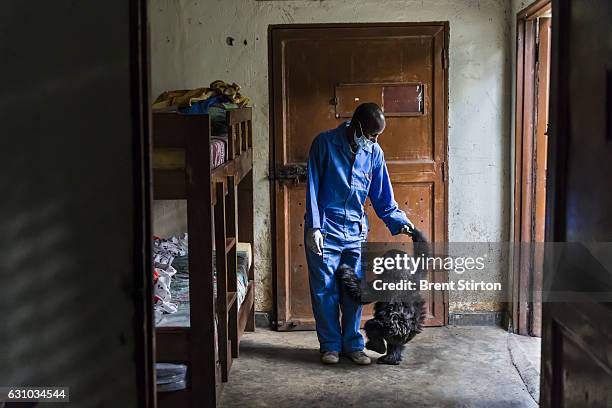 Images from the Senkekwe Orphan Gorilla project as caretakers interact in the early morning with a new orphan mountain gorilla Ihirwe at ICCN...