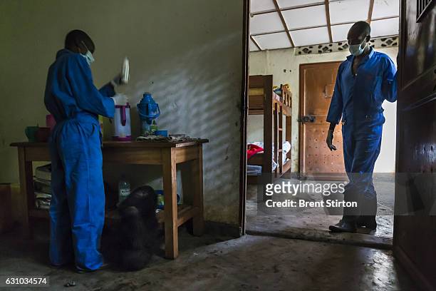 The beginning of the day at Senkekwe Mountain Gorilla Orphanage as caretakers feed and interact with a new orphan mountain gorilla called Ihirwe at...