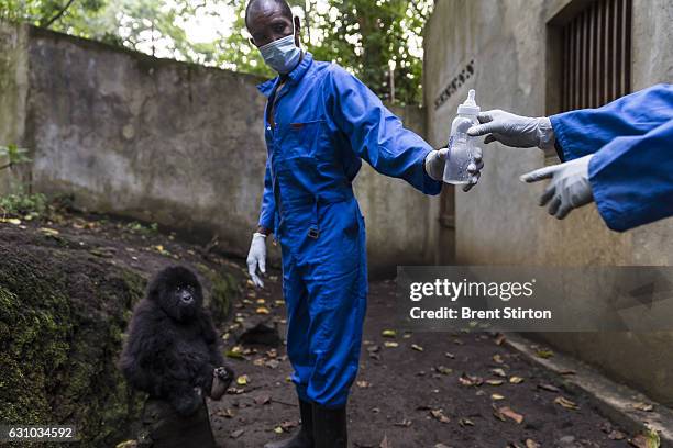 The beginning of the day at Senkekwe Mountain Gorilla Orphanage as caretakers feed and interact with a new orphan mountain gorilla called Ihirwe at...