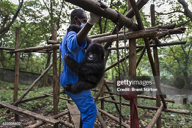 The beginning of the day at Senkekwe Mountain Gorilla Orphanage as caretaker Baboo teaches new orphan mountain gorilla to climb at at ICCN...