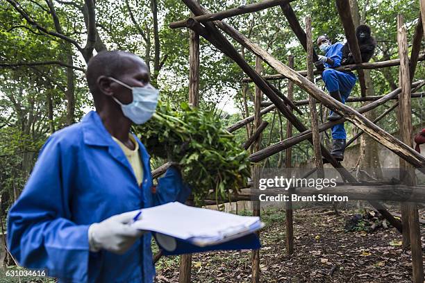 The beginning of the day at Senkekwe Mountain Gorilla Orphanage as caretaker Baboo teaches new orphan mountain gorilla Ihirwe to climb at ICCN...