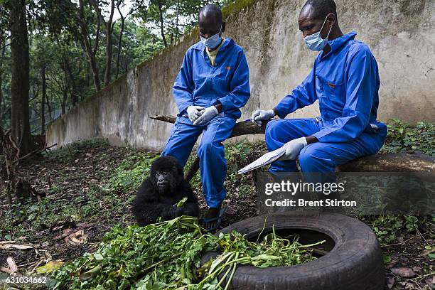 The beginning of the day at Senkekwe Mountain Gorilla Orphanage as caretakers interact with a new orphan mountain gorilla at ICCN headquarters,...