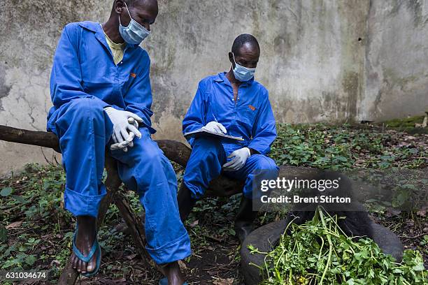 The beginning of the day at Senkekwe Mountain Gorilla Orphanage as caretakers interact with a new orphan mountain gorilla at ICCN headquarters,...