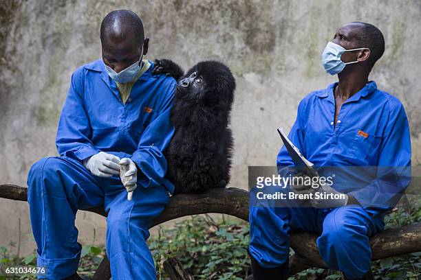 The beginning of the day at Senkekwe Mountain Gorilla Orphanage as caretakers interact with a new orphan mountain gorilla at ICCN headquarters,...