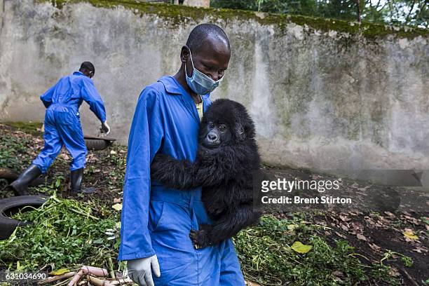 The beginning of the day at Senkekwe Mountain Gorilla Orphanage as caretakers interact with a new orphan mountain gorilla at ICCN headquarters,...