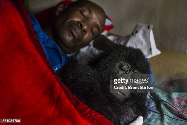 Images from the Senkekwe Orphan Gorilla project as caretaker Baboo prepares to go to sleep with a new orphan mountain gorilla Ihirwe at ICCN...