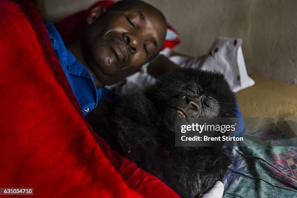 Images from the Senkekwe Orphan Gorilla project as caretaker Baboo prepares to go to sleep with a new orphan mountain gorilla Ihirwe at ICCN...