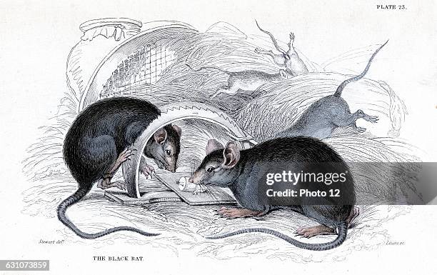 Black Rat - Rattus rattus - caught in trap. This is the rat that is a vector of Plague. 1838Hand-coloured engravingEdinburgh in William Jardine...