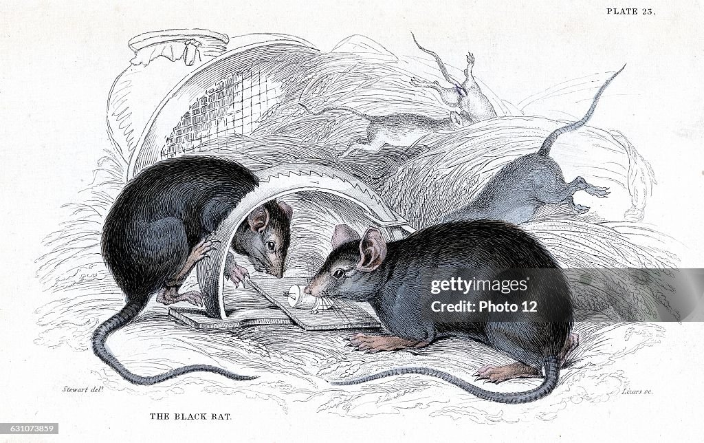 Engraving showing black rat, vector of Plague caught in a trap, published in 1838