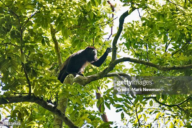 mantled howler monkey - howler stock pictures, royalty-free photos & images