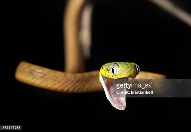 gaping green cat snake (boiga cyanea), malaysia - cat snake - fotografias e filmes do acervo