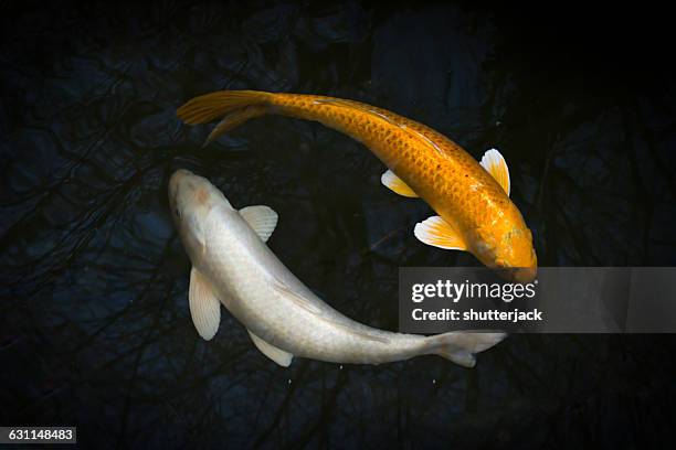 two koi in a pond - harmony ストックフォトと画像