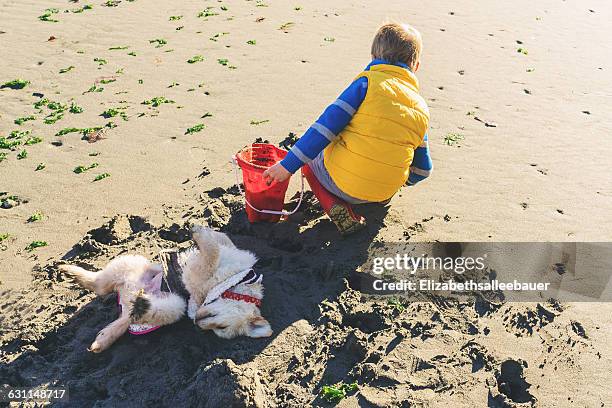 boy digging on beach with dog rolling in the sand - digging beach photos et images de collection