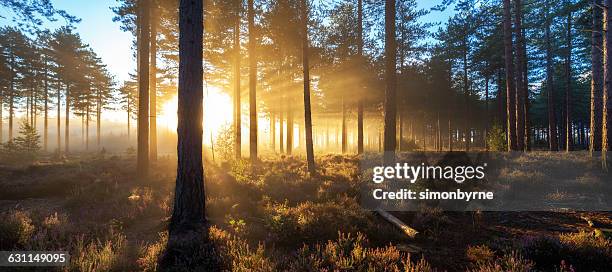 sunrise in misty woods near wareham, dorset, england, uk - wareham stock pictures, royalty-free photos & images