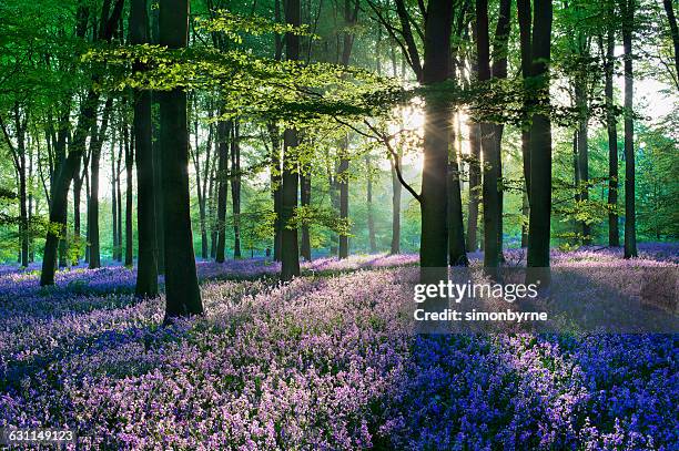 bluebells in the countryside, micheldever woods, hampshire, england, uk - rural england stock pictures, royalty-free photos & images