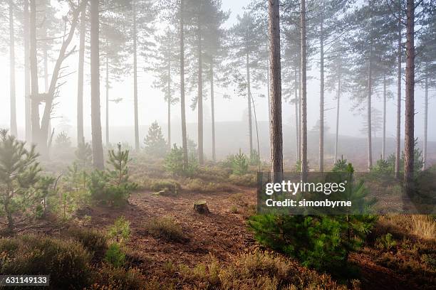 misty woodlands in spring, dorset, england, uk - wareham stock pictures, royalty-free photos & images