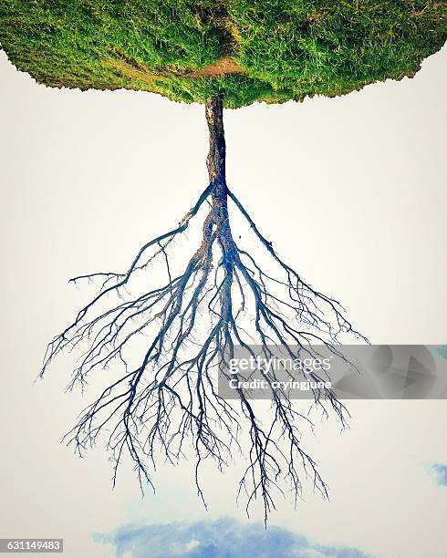 upside down tree floating in mid air - upside down tree stock pictures, royalty-free photos & images
