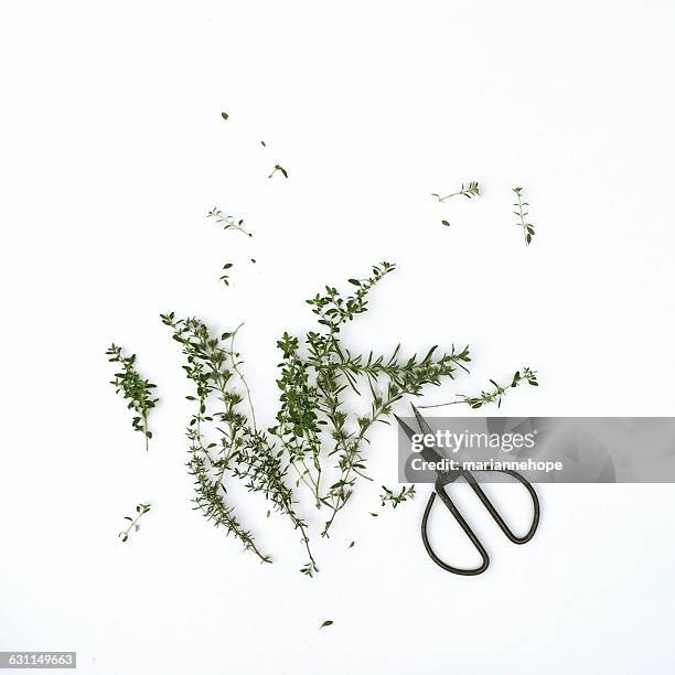 sprigs of thyme with scissors - tijm stockfoto's en -beelden