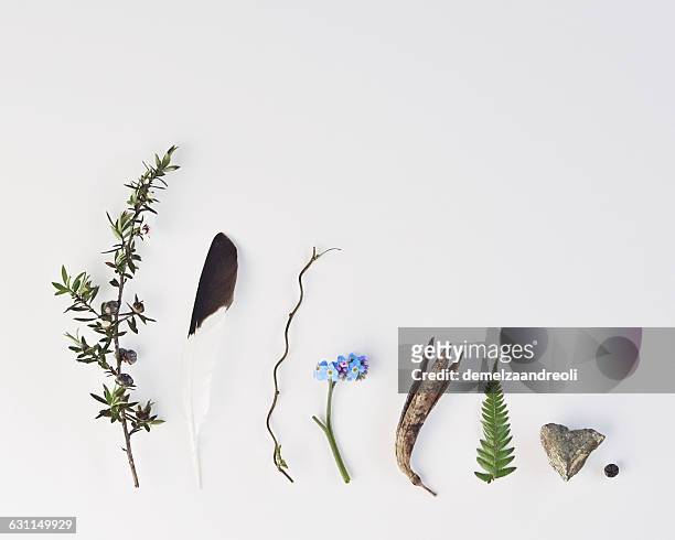 arrangement of stems, flowers, leaves and a feather - twig stock pictures, royalty-free photos & images