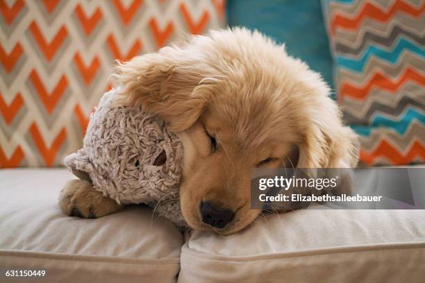 golden retriever puppy dog lying on sofa with teddy bear - cute animals cuddling stock pictures, royalty-free photos & images