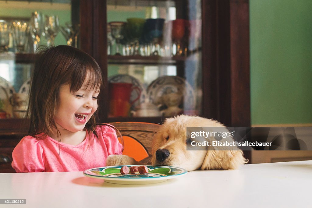 Golden retriever puppy dog begging girl for food