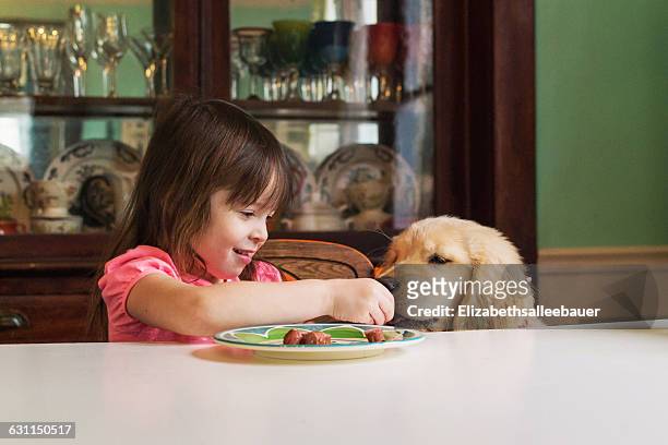 girl feeding golden retriever puppy dog at table - begging animal behavior stock pictures, royalty-free photos & images
