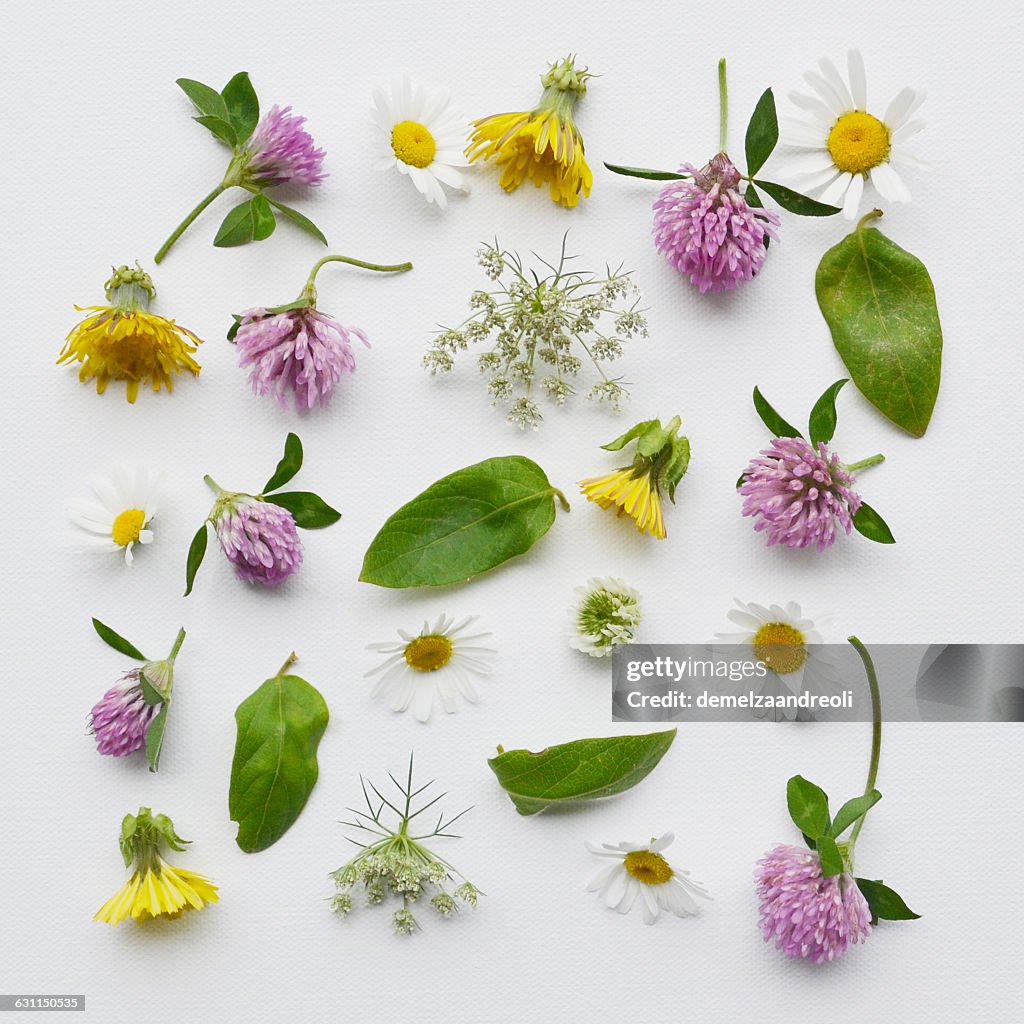 Arrangement of clover, daisies, dandelion and queen anne's lace wildflowers